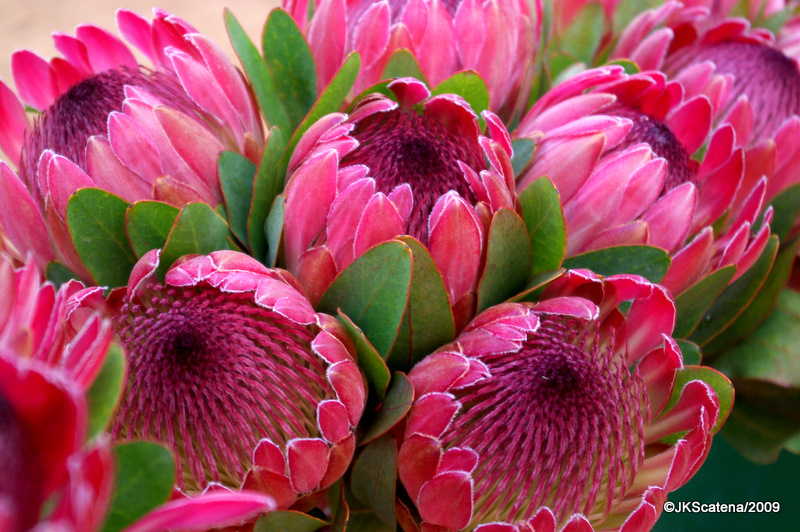 Protea, Cape Town/2009