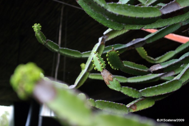 Cactus, Krueger Park