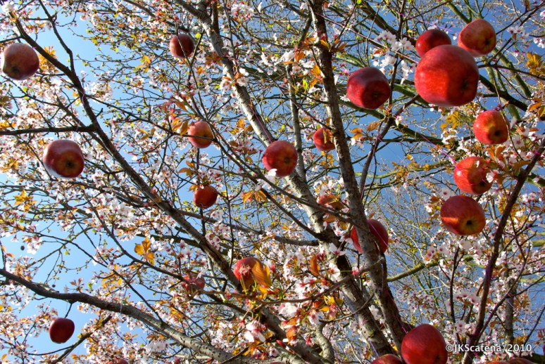 London: Columbia Rd, Cherry Tree London: Columbia Rd, Cherry Tree