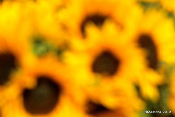 London: Columbia St. market, Sunflowers London: Columbia St. market, Sunflowers