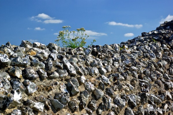 Old Sarum: Flower & Stones