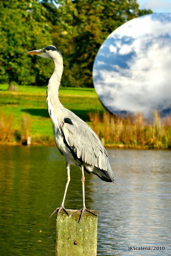 Anish Kapoor @ Kensington Gardens: Sky Mirror, 2