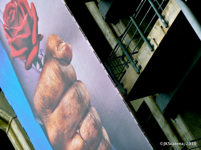 London: Twickenham Rose London: Twickenham Rose