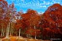 Abruzzo: Autumn trees