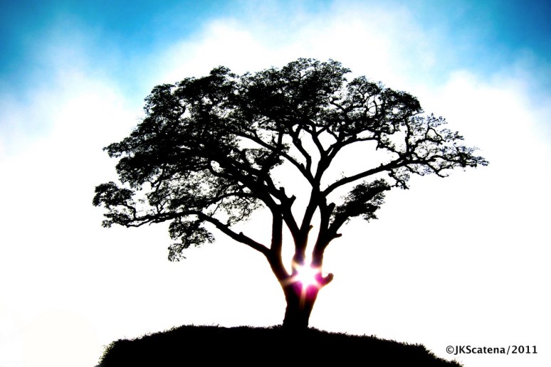 Atibaia: Tree of Life